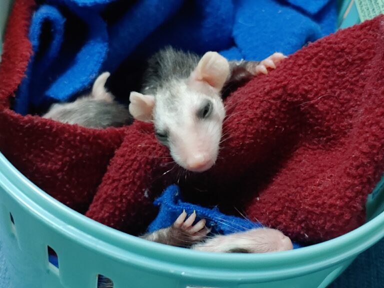 If You Find An Injured or Orphaned Possum