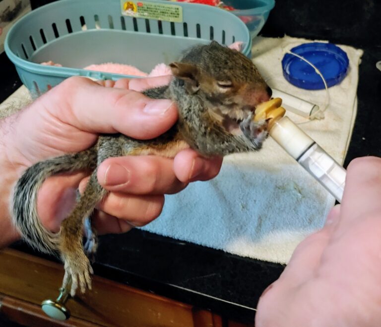 Common Injuries to Squirrels and How We Help